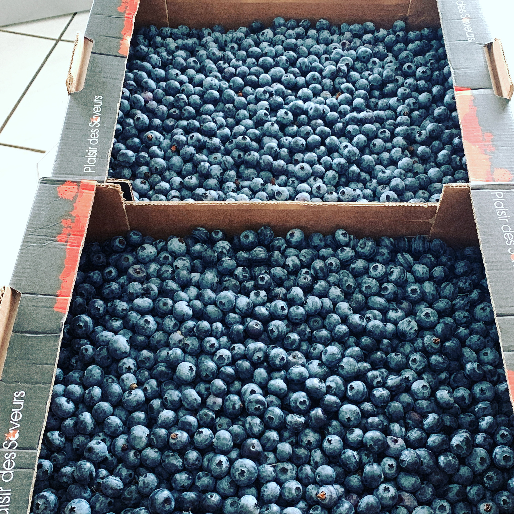 Cagettes de myrtilles fraîches